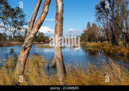 Feuchtgebiete rund um den Murray River bei Cobdogla South Australia am 22. Juni 2020 Stockfoto