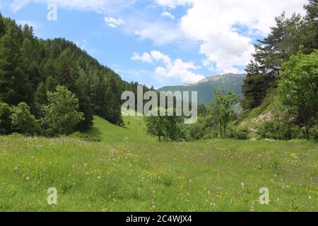 Alpine Wildblumen Wiese mit bergigen Hintergrund, Château-Queyras, Guil-Tal, Südostfrankreich, Französisch Alpen Stockfoto