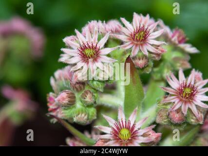 Sempervivum tectorum, der gewöhnliche Hauseke Stockfoto