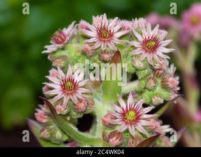 Sempervivum tectorum, der gewöhnliche Hauseke Stockfoto