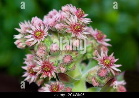 Sempervivum tectorum, der gewöhnliche Hauseke Stockfoto