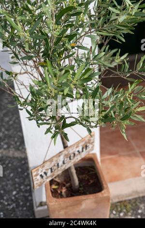 Rustikales Holz Willkommensschild hängt an einem Olivenbaum vor einem Türhaus Stockfoto