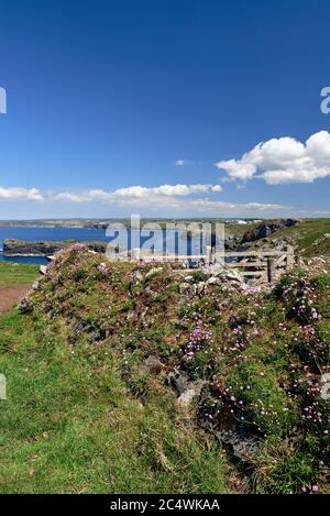 Rosa Meerthrift (Armeria maritima) blühend auf Steinwand, Lizard Peninsula, Cornwall, England, UK Stockfoto