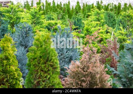 Thuja Sämling Garten wächst in Reihen, Zierpflanzen für Landschaftsgestaltung. Stockfoto