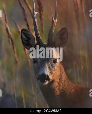 Nahaufnahme eines männlichen europäischen Rehe (Capreolus capreolus) bei Sonnenuntergang. Stockfoto