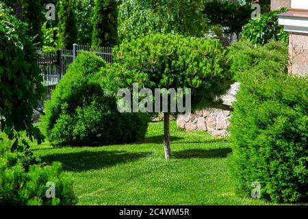 Ein Garten mit immergrünen Pinien und Sträuchern, ein grünes Gras mit Pflanzen im Hinterhof des Hauses. Stockfoto