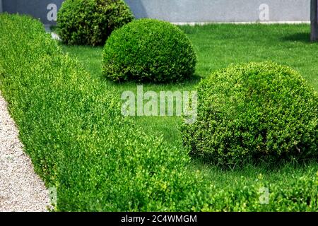 Landschaftsgestaltung der Büsche in Form von Hecken und Kugelbüschen auf dem grünen Gras an einem sonnigen Tag. Stockfoto