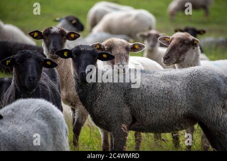 Hiddensee, Deutschland. Juni 2020. Schafe stehen auf einer Wiese in der Nähe des Fischerdorfes Neuendorf. Quelle: Stephan Schulz/dpa-Zentralbild/ZB/dpa/Alamy Live News Stockfoto