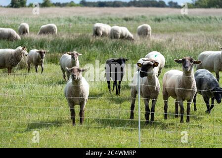 Hiddensee, Deutschland. Juni 2020. Schafe stehen auf einer Wiese in der Nähe des Fischerdorfes Neuendorf. Quelle: Stephan Schulz/dpa-Zentralbild/ZB/dpa/Alamy Live News Stockfoto