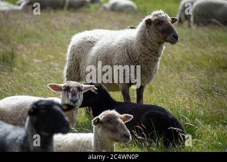 Hiddensee, Deutschland. Juni 2020. Schafe stehen auf einer Wiese in der Nähe des Fischerdorfes Neuendorf. Quelle: Stephan Schulz/dpa-Zentralbild/ZB/dpa/Alamy Live News Stockfoto