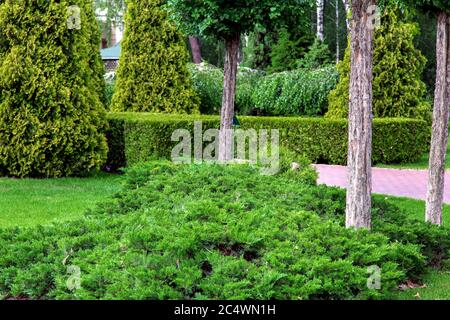 Garten mit immergrnen Thuja Busch, getrimmt und Stmme von Pinien  Stockfotografie - Alamy