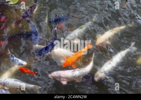 Fische schwimmen in einem dekorativen Teich in der Nähe. Stockfoto
