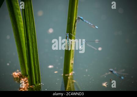 Gewöhnliche Blaudamselflies, die um Schilf in einem See in Großbritannien schweben Stockfoto