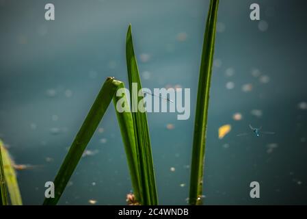 Gewöhnliche Blaudamselflies, die um Schilf in einem See in Großbritannien schweben Stockfoto