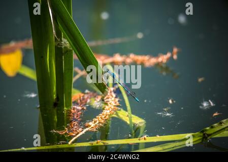 Gewöhnliche Blaudamselflies, die um Schilf in einem See in Großbritannien schweben Stockfoto