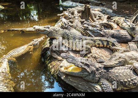 Krokodile im Safari World Zoo in Bangkok an einem Sommertag Stockfoto