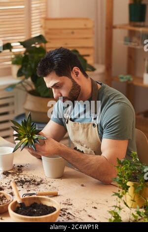 Vertikale Seitenansicht Porträt von bärtigen jungen Mann eintopfenden Dracaena und Sukkulenten während der Pflege für Zimmerpflanzen im Innenbereich Stockfoto