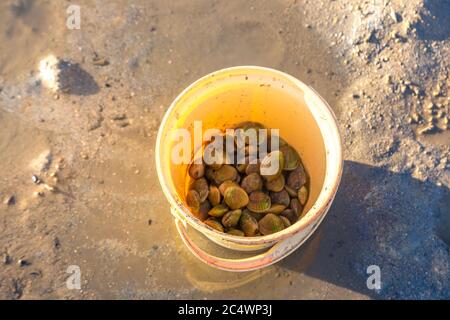 Muscheln geerntet auf Koh Phangan Insel, Thailand an einem Sommertag Stockfoto