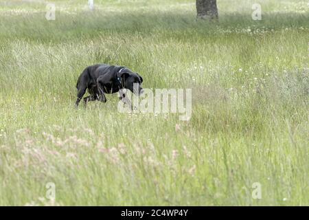 Black Labrador retriever Stockfoto