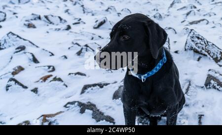 Black Labrador retriever Stockfoto