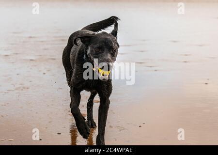 Black Labrador retriever Stockfoto