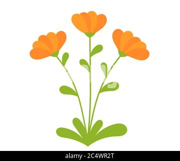 Orange Calendula blüht. Vektorgrafik. Stock Vektor