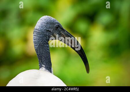 Nahaufnahme des Schwarzkopf-Ibis-Kopfes (Threskiornis melanocephalus) Stockfoto