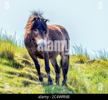 Ein Exmoor Pony auf Traprain Law, East Lothian - eine Herde von 13 Ponys durchstreifen den Traprain Law Hügel im Rahmen eines Conservation Grazing Programm. Stockfoto