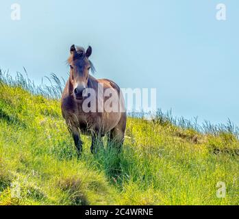 Ein Exmoor Pony auf Traprain Law, East Lothian - eine Herde von 13 Ponys durchstreifen den Traprain Law Hügel im Rahmen eines Conservation Grazing Programm. Stockfoto