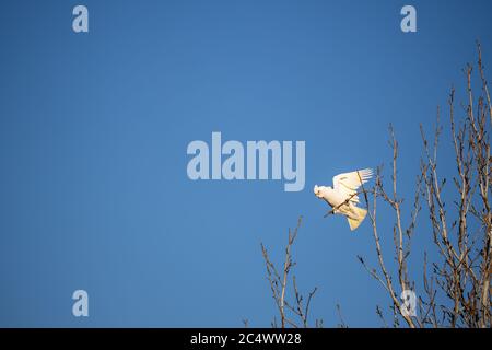 Australische kleine kurz abgerechnet Corella (Cacatua sanguinea) Papagei in einem Baum mit Flügeln aus, klaren blauen Himmel im Hintergrund und Platz für Kopie Stockfoto