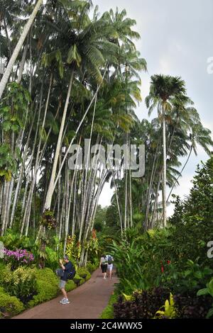 Touristen wandern durch die von Bäumen gesäumten Pfade und bewundern exotische Pflanzen und üppige Sträucher in den Botanischen Gärten in Singapur, Asien Stockfoto