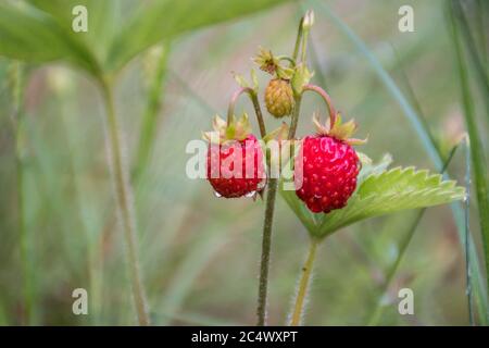 Wilde rote Erdbeeren im Wald Hintergrund nach dem Regen, Nahaufnahme Stockfoto