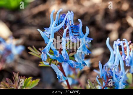 Corydalis flexuosa 'China Blue' eine Frühlings-Rhizomatöse Staudenblüte Stockfoto