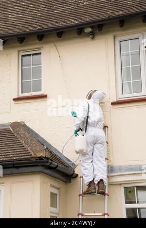 Nicht identifizierbare Schädlingskontrolle in Schutzkleidung auf einer Leiter Sprühen Wespenkiller Behandlung auf den Traufen eines Hauses. Hertfordshire, England, Großbritannien Stockfoto