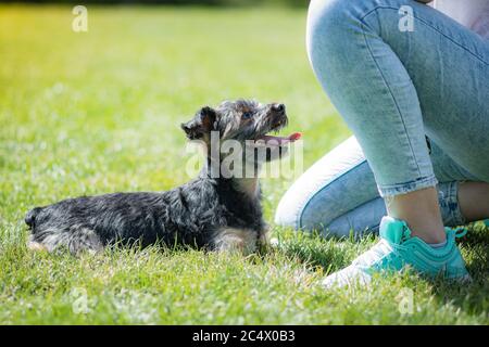 Schöne yorkshire posiert und spielt schön in einem Garten mit Gras und Bäumen. Stockfoto