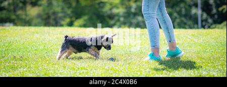 Schöne yorkshire posiert und spielt schön in einem Garten mit Gras und Bäumen. Stockfoto