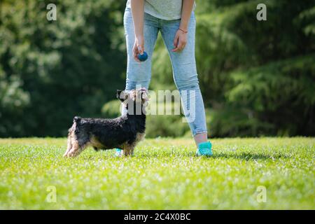 Schöne yorkshire posiert und spielt schön in einem Garten mit Gras und Bäumen. Stockfoto