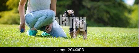 Schöne yorkshire posiert und spielt schön in einem Garten mit Gras und Bäumen. Stockfoto