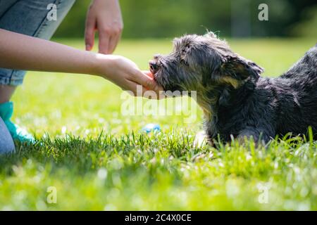 Schöne yorkshire posiert und spielt schön in einem Garten mit Gras und Bäumen. Stockfoto