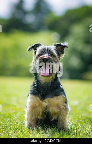 Schöne yorkshire posiert und spielt schön in einem Garten mit Gras und Bäumen. Stockfoto