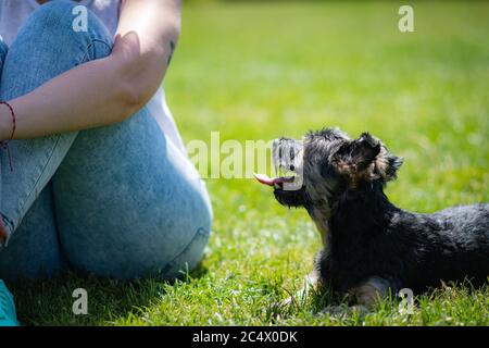 Schöne yorkshire posiert und spielt schön in einem Garten mit Gras und Bäumen. Stockfoto