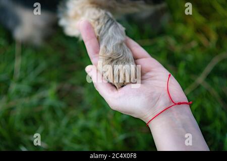 Schöne yorkshire posiert und spielt schön in einem Garten mit Gras und Bäumen. Stockfoto