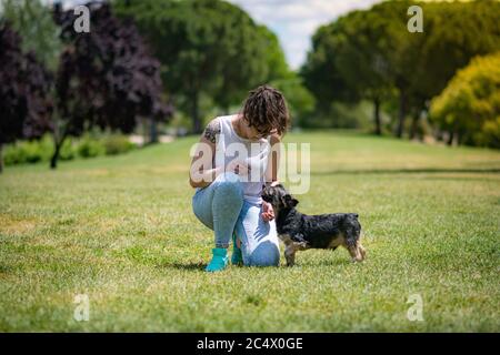 Schöne yorkshire posiert und spielt schön in einem Garten mit Gras und Bäumen. Stockfoto