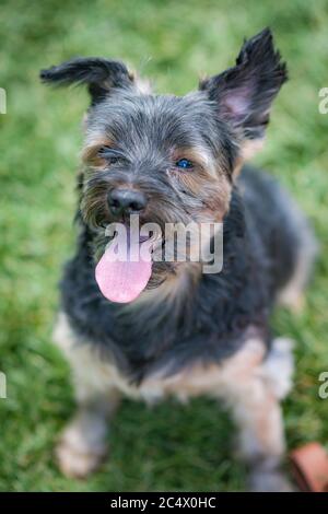 Schöne yorkshire posiert und spielt schön in einem Garten mit Gras und Bäumen. Stockfoto