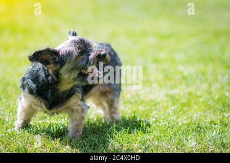 Schöne yorkshire posiert und spielt schön in einem Garten mit Gras und Bäumen. Stockfoto