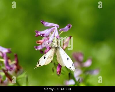 Ein gelber Schmetterling, Anthocharis scolymus, der sich in einem Park in der Nähe von Yokohama Japan von kleinen lila Blüten ernährt. Stockfoto