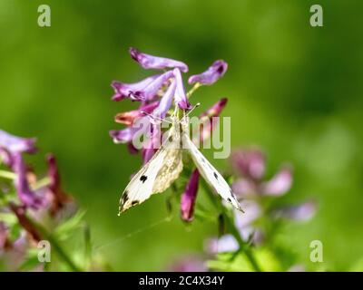 Ein gelber Schmetterling, Anthocharis scolymus, der sich in einem Park in der Nähe von Yokohama Japan von kleinen lila Blüten ernährt. Stockfoto