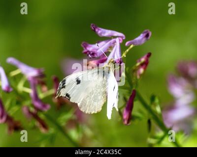 Ein gelber Schmetterling, Anthocharis scolymus, der sich in einem Park in der Nähe von Yokohama Japan von kleinen lila Blüten ernährt. Stockfoto