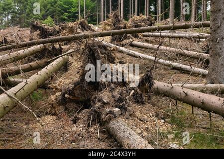 Umgestürzte Bäume, entwurzelte Fichten nach starken Winden, Sturmschäden neben einem klar geschnittenen Gebiet durch Waldeinbruch nach Rindenkäfer-Angriff, Nord-RHI Stockfoto