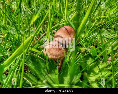Nahaufnahme von braunen Pilzen, die im tiefgrünen Gras wachsen als Hintergrund. Stockfoto